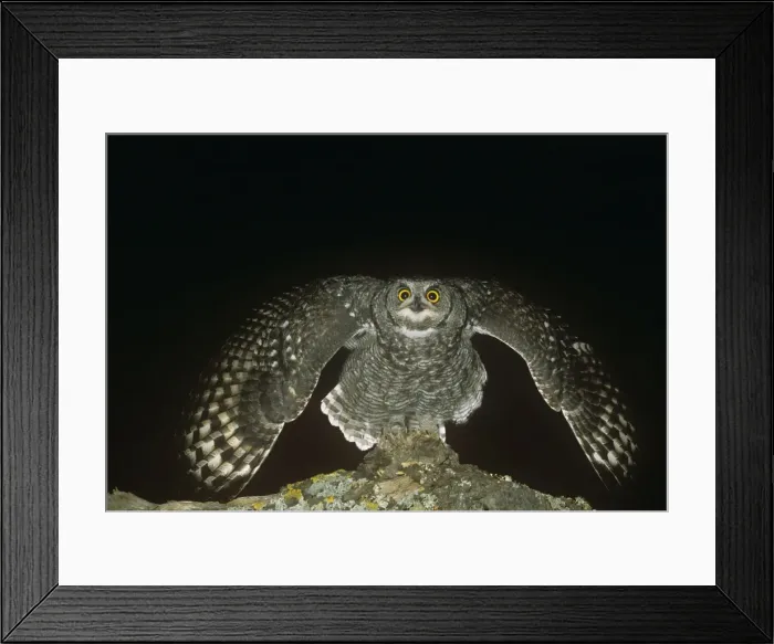 Framed Print : Spotted Eagle Owl - threatening Framed Print : Spotted Eagle Owl - threatening