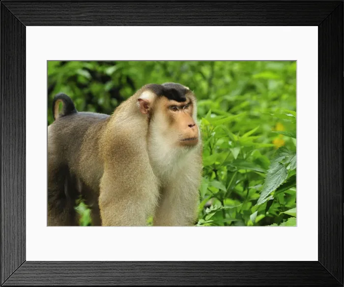 Framed Print : Southern Pig-tailed Macaque - Gunung Leuser National Park - Northern Sumatra - Indonesia