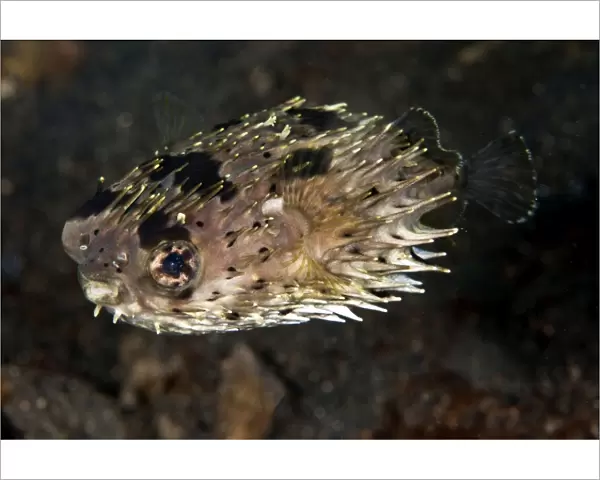Porcupine Fish - Indonesia