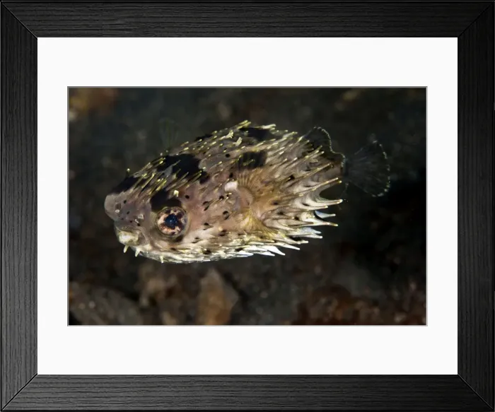 Framed Print : Porcupine Fish - Indonesia Framed Print : Porcupine Fish - Indonesia