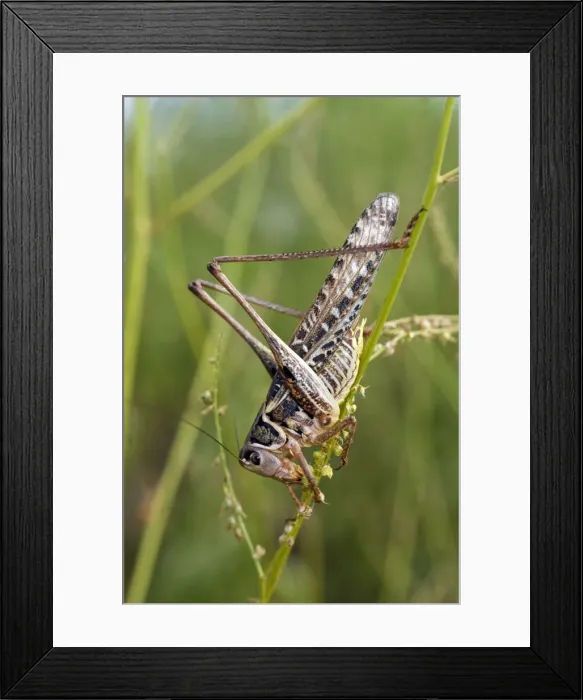 Framed Print : WHITE-FACED BUSH CRICKET Framed Print : WHITE-FACED BUSH CRICKET
