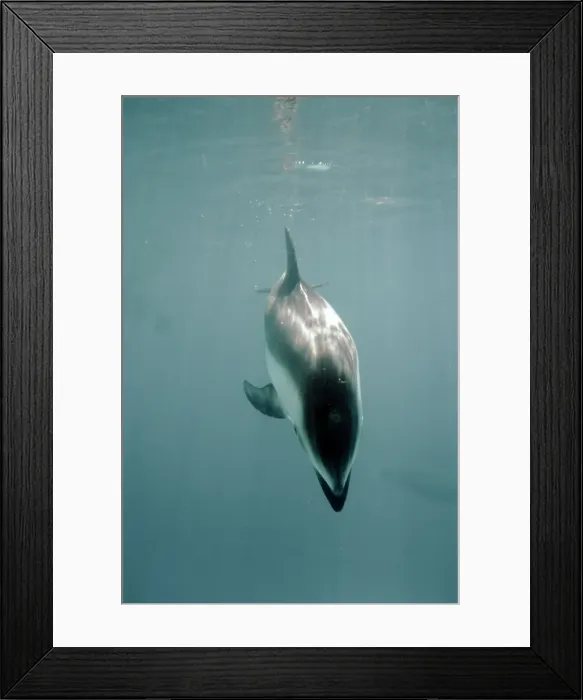 Framed Print : Pacific White-sided Dolphin Framed Print : Pacific White-sided Dolphin