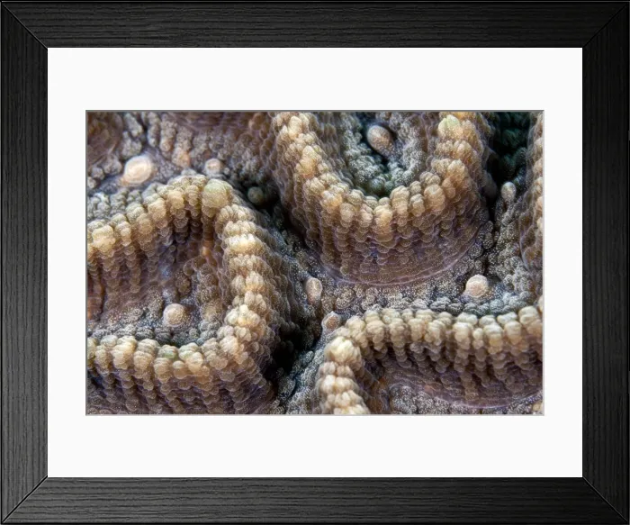 Framed Print : Star Coral - Indonesia Framed Print : Star Coral - Indonesia