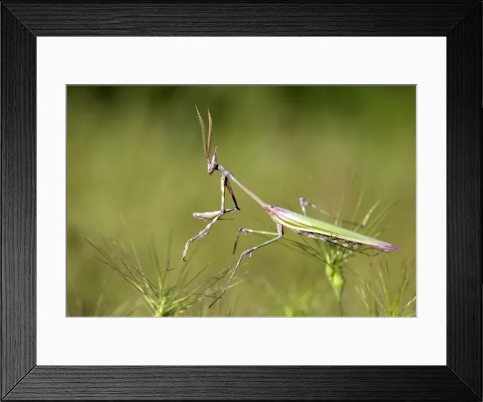 Framed Print : Cone-head Mantis - male - Italy Framed Print : Cone-head Mantis - male - Italy