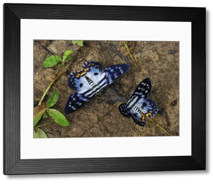 Framed Print : Day flying moth - Gunung Leuser National Park - Northern Sumatra - Indonesia Framed Print : Day flying moth - Gunung Leuser National Park - Northern Sumatra - Indonesia