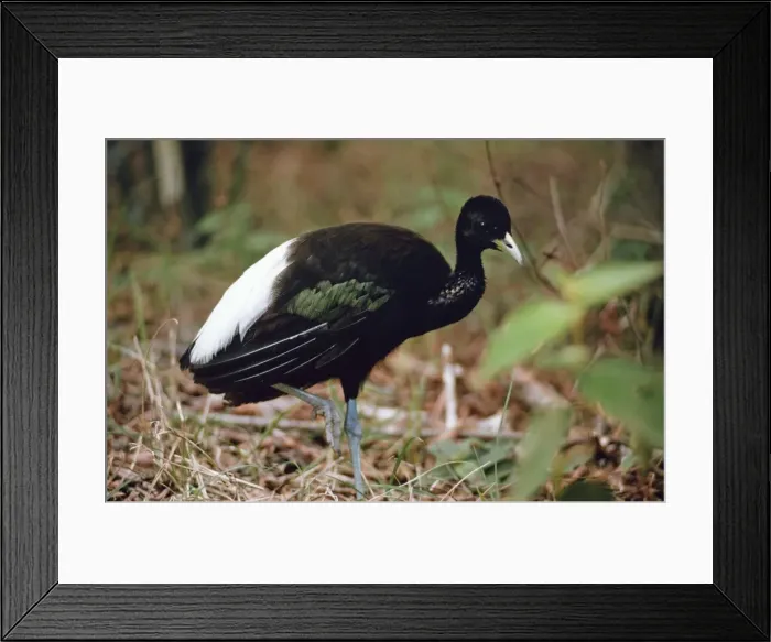 Framed Print : White Winged Trumpeter Bird - Amazonia, Brazil, South America Framed Print : White Winged Trumpeter Bird - Amazonia, Brazil, South America