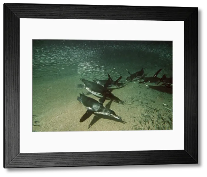 Framed Print : Galapagos Penguins - fishing underwater for Anchovy - Galapagos Islands AU-1668 Framed Print : Galapagos Penguins - fishing underwater for Anchovy - Galapagos Islands AU-1668