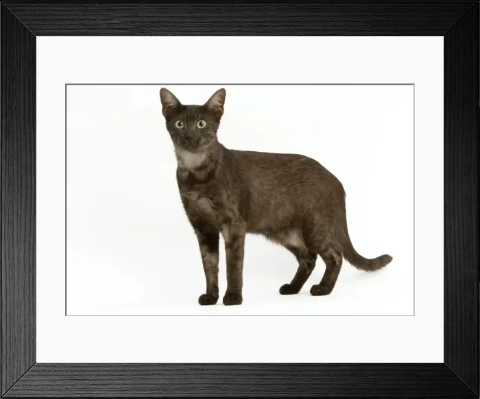 Framed Print : Cat - Egyptian Mau Framed Print : Cat - Egyptian Mau