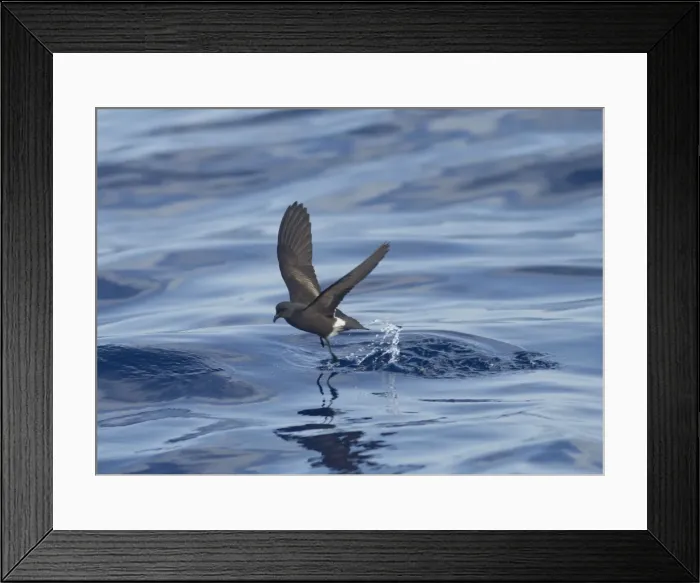 Framed Print : Madeiran Storm-Petrel - dancing on sea - June - Madeira Framed Print : Madeiran Storm-Petrel - dancing on sea - June - Madeira