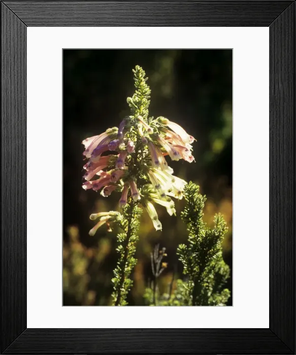 Framed Print : Erica verticillata - saved from extinction at Kew and returned to Kirstenbosch Framed Print : Erica verticillata - saved from extinction at Kew and returned to Kirstenbosch