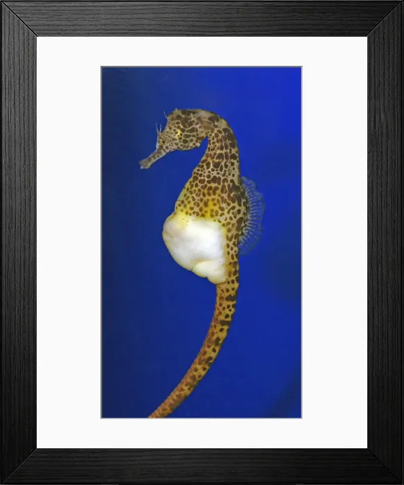 Framed Print : Pot-bellied Sea Horse - coasts of Australia and New Zealand Framed Print : Pot-bellied Sea Horse - coasts of Australia and New Zealand