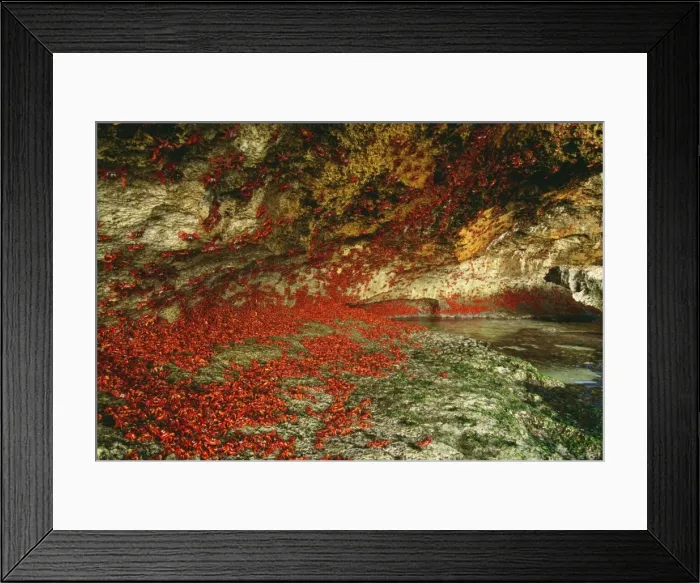 Framed Print : Red Crab / Land Crab JPF 9646 Sheltering from heat / sun after “dipping”. Christmas Island, Indian Ocean, Australia. Gecarcoidea natalis © Jean-Paul Ferrero / ardea. com Framed Print : Red Crab / Land Crab JPF 9646 Sheltering from heat / sun after “dipping”. Christmas Island, Indian Ocean, Australia. Gecarcoidea natalis © Jean-Paul Ferrero / ardea. com