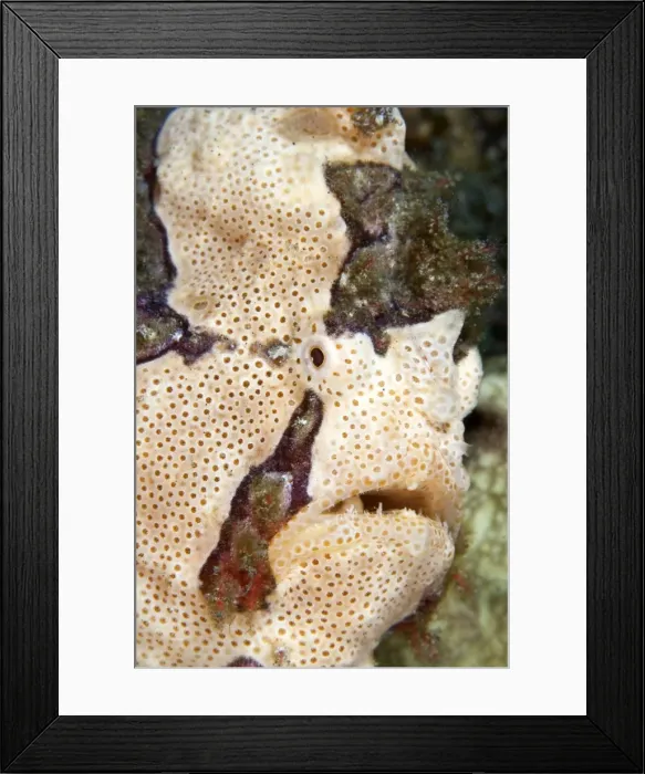 Framed Print : Warty Frogfish  /  Clown Frogfish - Indonesia