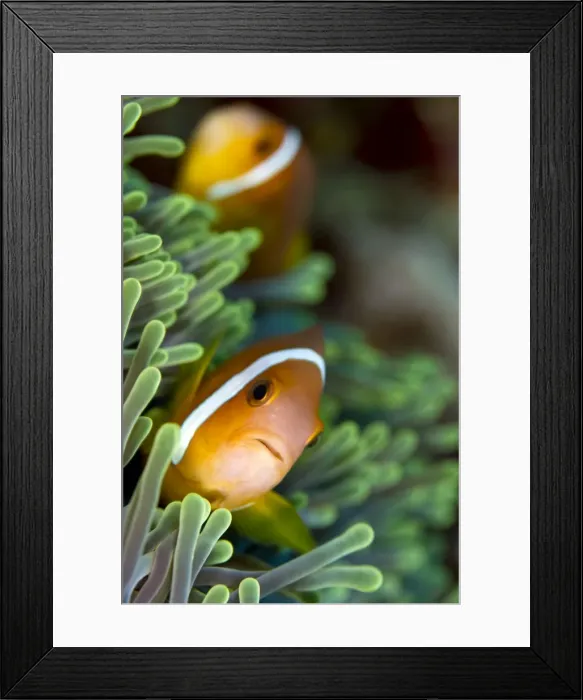 Framed Print : Tomato Anemonefish / Clownfish - Maldives Framed Print : Tomato Anemonefish / Clownfish - Maldives
