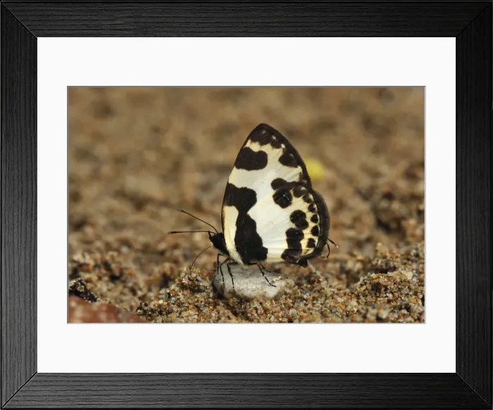 Framed Print : Pierrot - sucking minerals on sand - Gunung Leuser National Park - Northern Sumatra - Indonesia. family Lycaenidae Framed Print : Pierrot - sucking minerals on sand - Gunung Leuser National Park - Northern Sumatra - Indonesia. family Lycaenidae