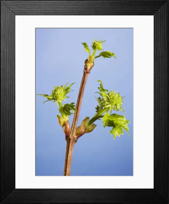 Framed Print : Guelder Rose of Water Elder of Cramp Bark of Snowbell Tree Framed Print : Guelder Rose of Water Elder of Cramp Bark of Snowbell Tree