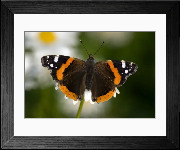 Framed Print : Red Admiral - Piedmont - Italy Framed Print : Red Admiral - Piedmont - Italy