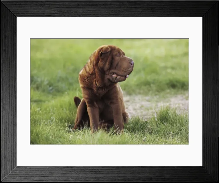 Framed Print : Dog - Shar Pei Framed Print : Dog - Shar Pei