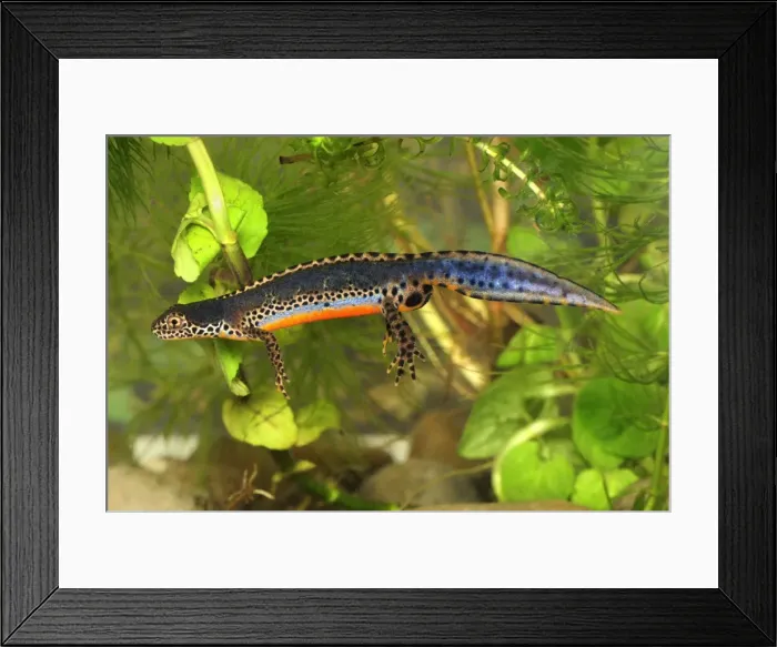 Framed Print : Alpine Newt - male - Switzerland Framed Print : Alpine Newt - male - Switzerland