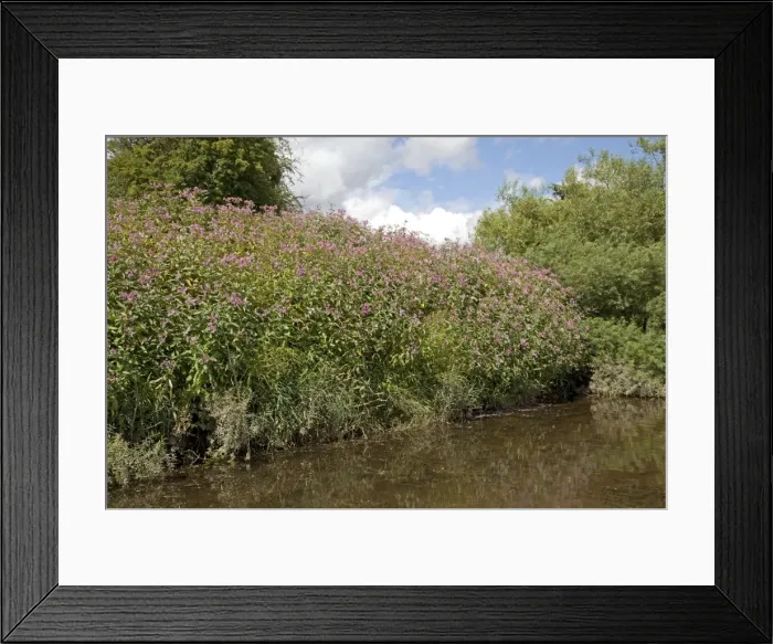 Framed Print : Himalayan balsam plants - invading banks of River Wye - Hoarwithy - UK Framed Print : Himalayan balsam plants - invading banks of River Wye - Hoarwithy - UK