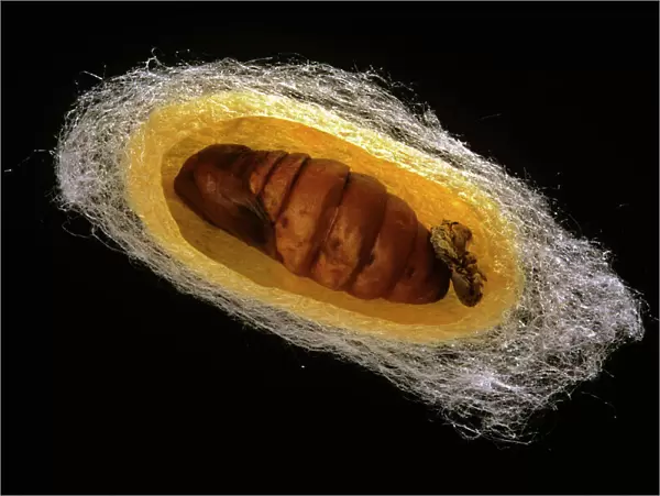 Silk Moth - cross section of cocoon