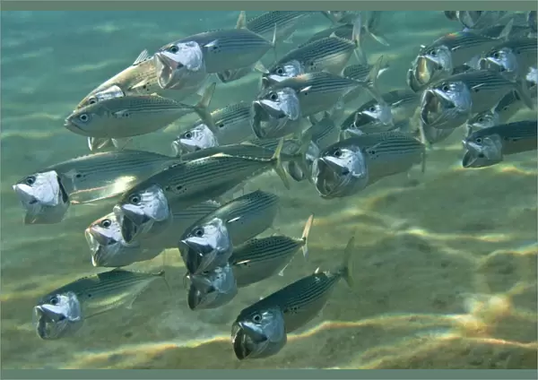 Indian Mackerel - Red Sea
