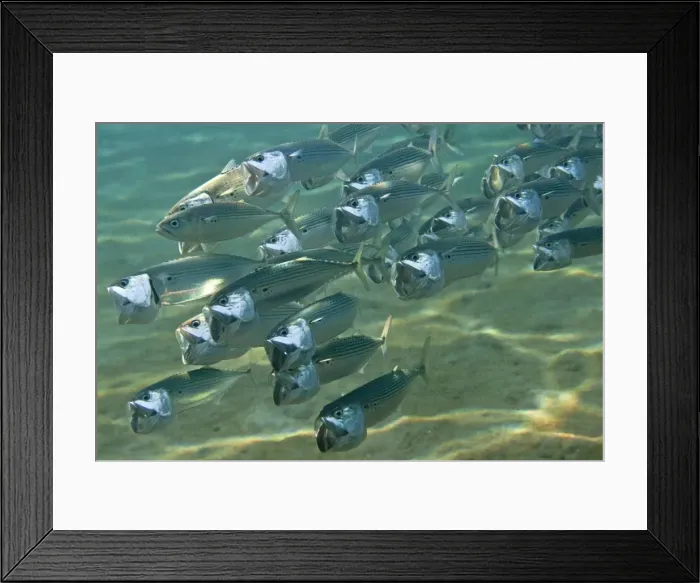 Framed Print : Indian Mackerel - Red Sea Framed Print : Indian Mackerel - Red Sea