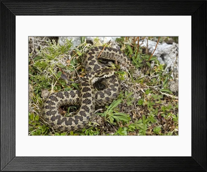Framed Print : Ursini's viper - Abruzzo - Italy Framed Print : Ursini's viper - Abruzzo - Italy