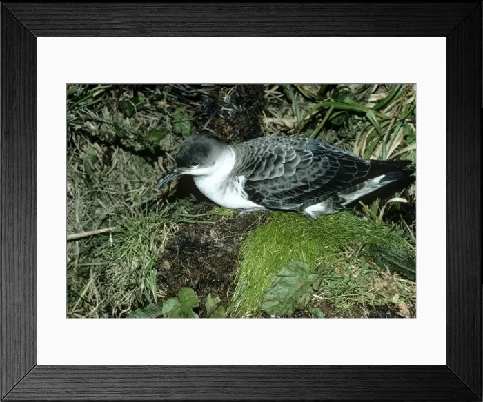 Framed Print : Greater Shearwater Framed Print : Greater Shearwater