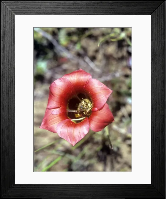 Framed Print : Romulea - polinated by Monkey Beetle - Namaqualand - South Africa