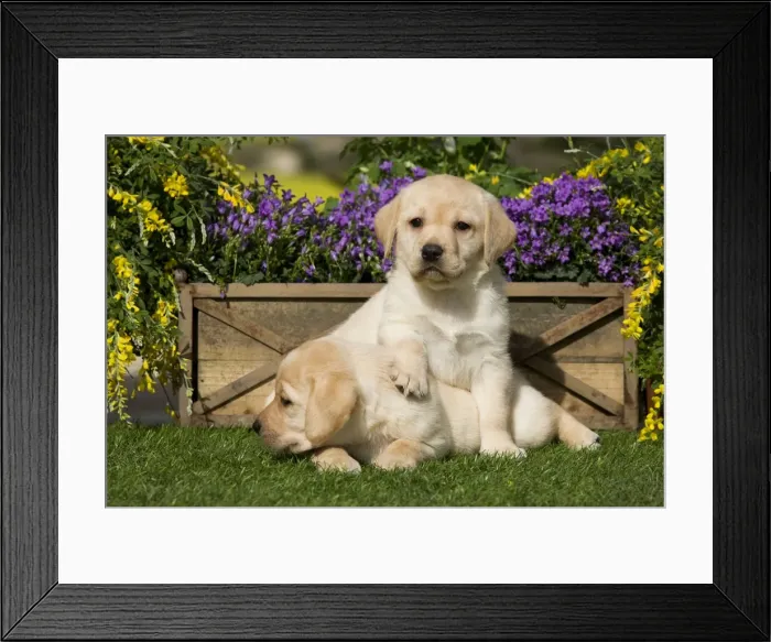 Framed Print : Dog - Yellow Labrador puppies Framed Print : Dog - Yellow Labrador puppies