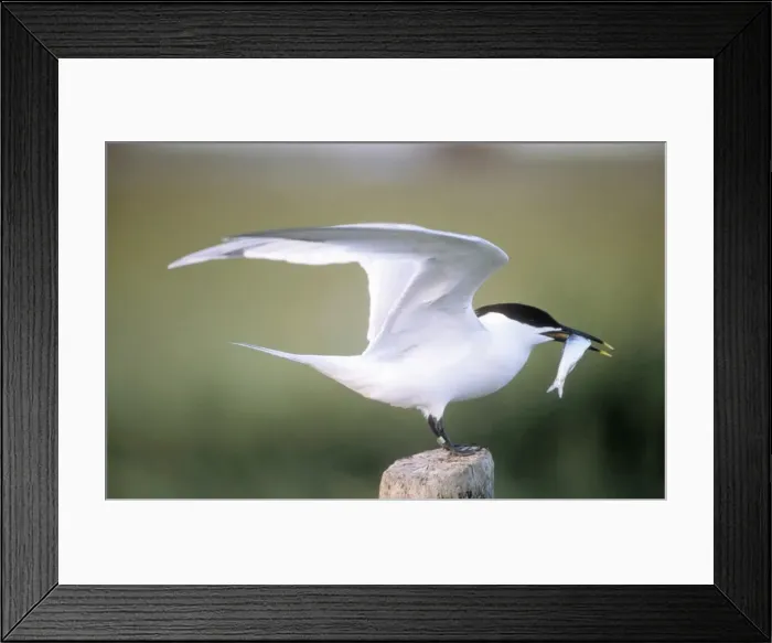 Framed Print : Sandwich Tern ME 806 With fish beak Sterna sandvicensis © Johan De Meester / ardea. com Framed Print : Sandwich Tern ME 806 With fish beak Sterna sandvicensis © Johan De Meester / ardea. com