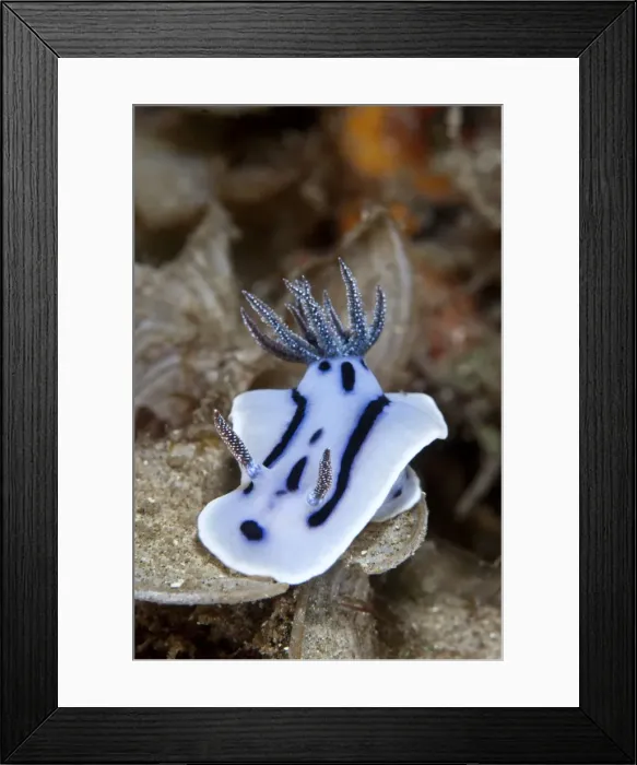 Framed Print : Nudibranch - Indonesia