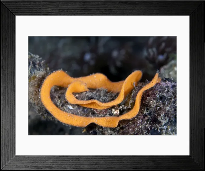 Framed Print : Nudibranch eggs - Indonesia Framed Print : Nudibranch eggs - Indonesia