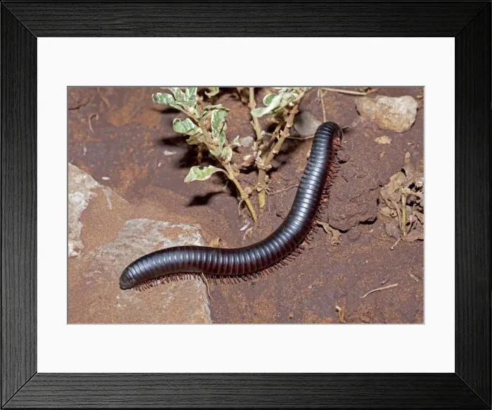 Framed Print : Giant Millipede / Chongololo - Mombasa - Kenya Framed Print : Giant Millipede / Chongololo - Mombasa - Kenya