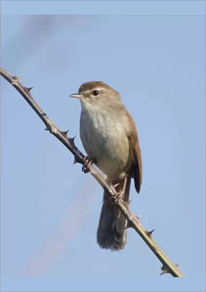 Cetti's Warbler - perched on bramble - Southern Cyprus - April