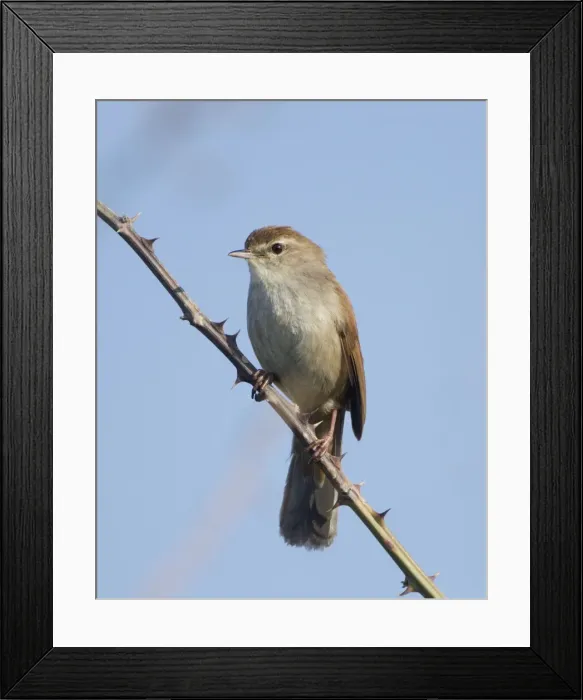 Framed Print : Cetti's Warbler - perched on bramble - Southern Cyprus - April Framed Print : Cetti's Warbler - perched on bramble - Southern Cyprus - April