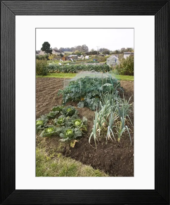 Framed Print : Green vegetables growing on local allotment near Chipping Campden Cotswolds UK Framed Print : Green vegetables growing on local allotment near Chipping Campden Cotswolds UK