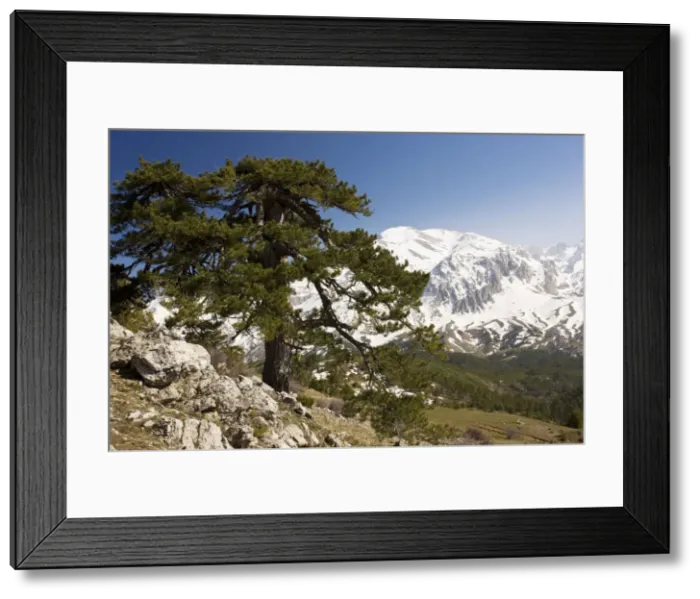 Framed Print : Black Pine / Crimean Pine - on Vali Cesmesi Gecidi Pass, at about 1800 metres; Taurus Mountains, south Turkey Framed Print : Black Pine / Crimean Pine - on Vali Cesmesi Gecidi Pass, at about 1800 metres; Taurus Mountains, south Turkey
