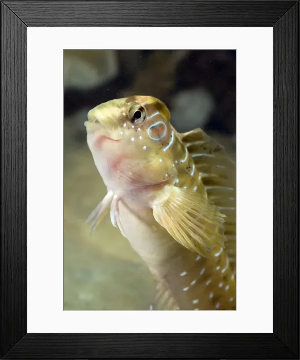 Framed Print : Peacock blenny - male - in water - Italy Framed Print : Peacock blenny - male - in water - Italy
