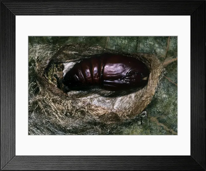 Framed Print : Indian Moon Moth Caterpillar - pupaea Framed Print : Indian Moon Moth Caterpillar - pupaea