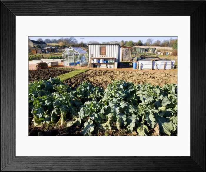 Framed Print : Allotment plots - with green vegetables sheds and compost heaps Chipping Campden Cotswolds UK Framed Print : Allotment plots - with green vegetables sheds and compost heaps Chipping Campden Cotswolds UK