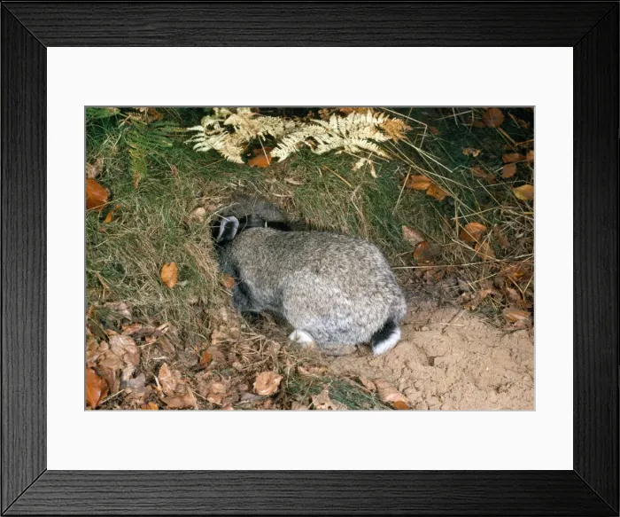 Framed Print : Rabbit - entering burrow