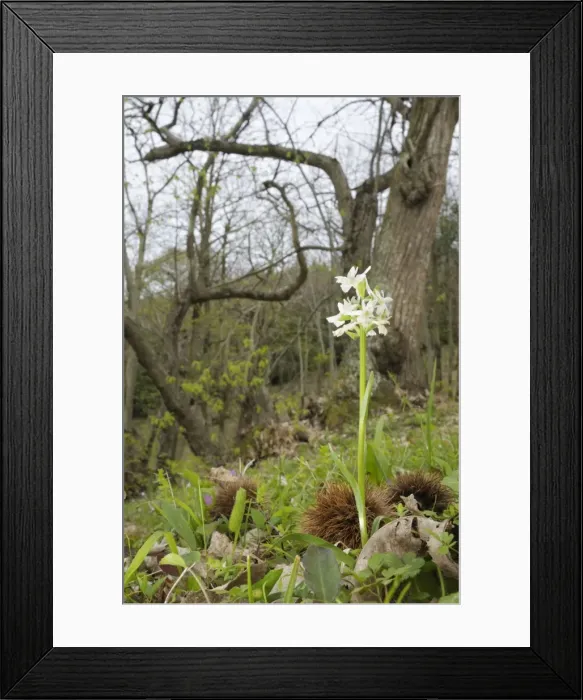 Framed Print : Roman orchid - Dactylorhiza romana in a forest of chestnut trees - Italy Framed Print : Roman orchid - Dactylorhiza romana in a forest of chestnut trees - Italy