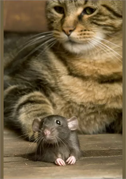 Brown Rat - with Cat
