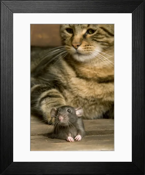 Framed Print : Brown Rat - with Cat Framed Print : Brown Rat - with Cat
