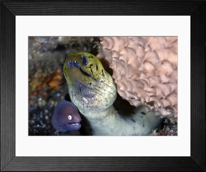 Framed Print : Greyface Moray Eel with Fimbrated Moray Eel - Indonesia Framed Print : Greyface Moray Eel with Fimbrated Moray Eel - Indonesia