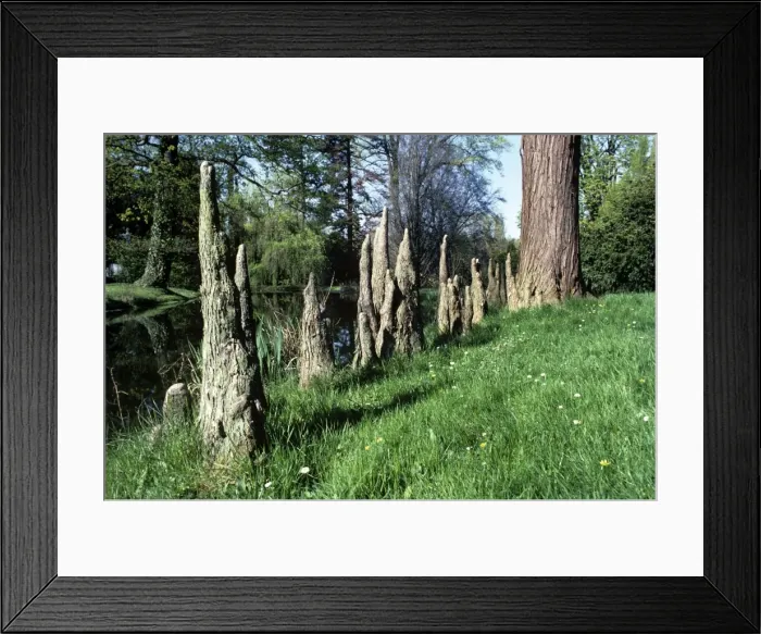 Framed Print : Baldcypress - knees Framed Print : Baldcypress - knees