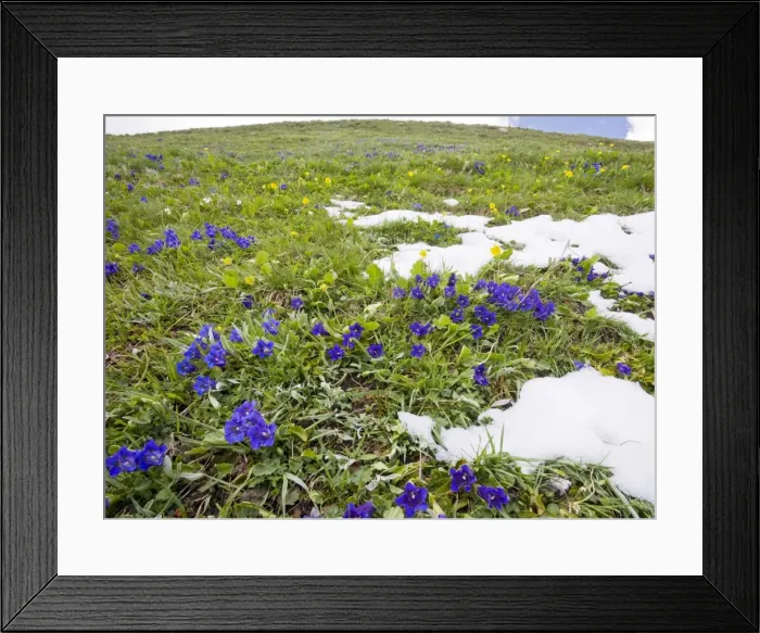 Framed Print : Flowery species-rich pastures with masses of trumpet gentians Gentiana acaulis on the Col d'Agnel, Queyras Natural Regional Park, french Alps, France Framed Print : Flowery species-rich pastures with masses of trumpet gentians Gentiana acaulis on the Col d'Agnel, Queyras Natural Regional Park, french Alps, France