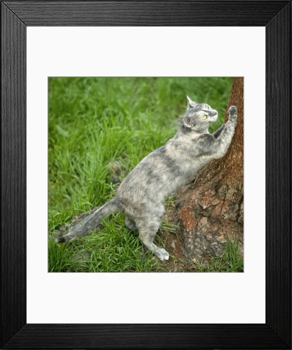 Framed Print : Cat - scratching tree bark - Rome - Italy Framed Print : Cat - scratching tree bark - Rome - Italy